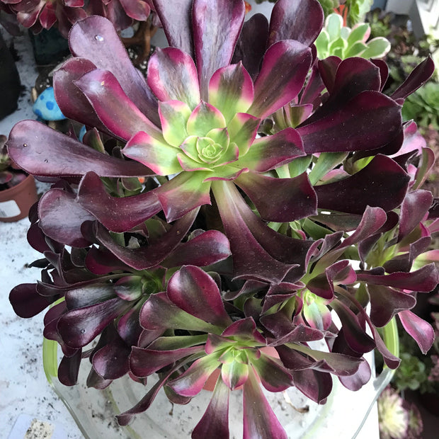 Aeonium Medusa huge cluster tree. Photos taken 10-10-23. Rare Aeonium