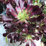 Aeonium Medusa huge cluster tree. Photos taken 10-10-23. Rare Aeonium