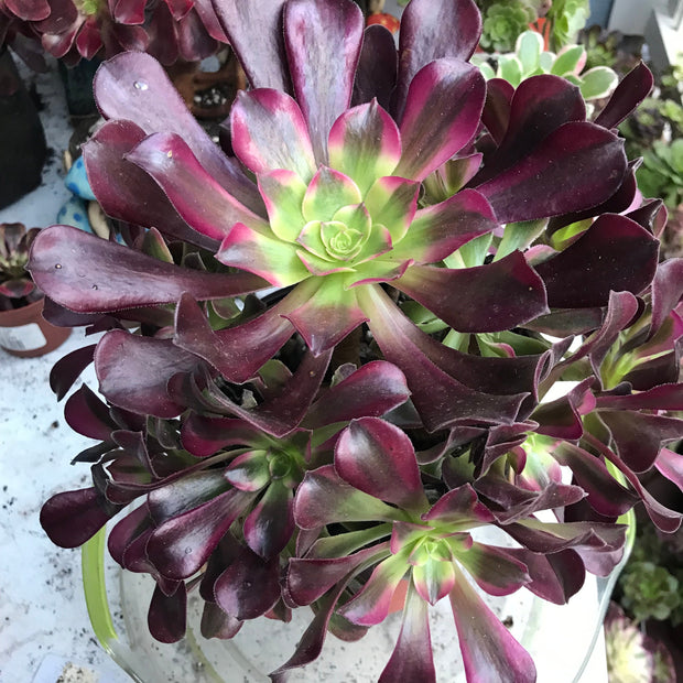 Aeonium Medusa huge cluster tree. Photos taken 10-10-23. Rare Aeonium