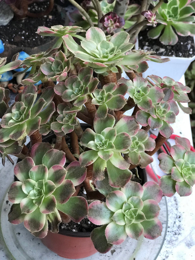 Aeonium Anna cluster tree. Rare find. Photos taken 10-11-23. Rare Aeonium