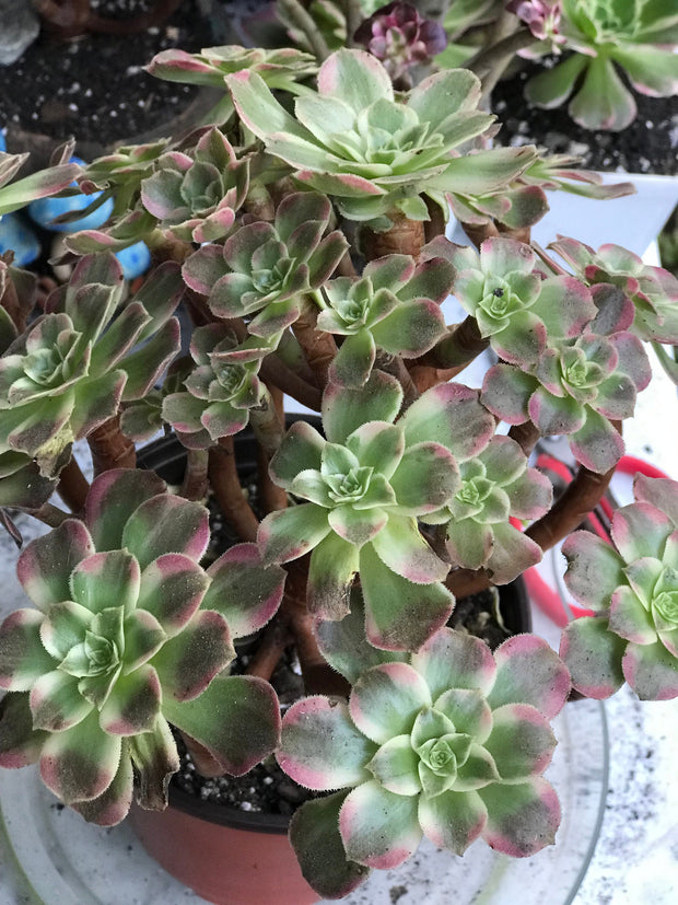 Aeonium Anna cluster tree. Rare find. Photos taken 10-11-23. Rare Aeonium