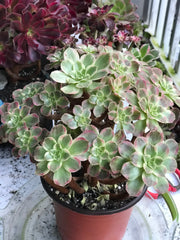 Aeonium Anna cluster tree. Rare find. Photos taken 10-11-23. Rare Aeonium