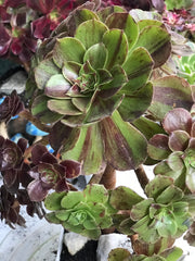 Aeonium Big Bang cluster tree. Photos taken 10-11-23. Rare Aeonium