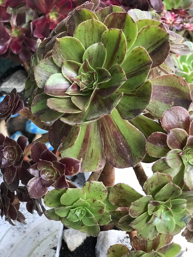 Aeonium Big Bang cluster tree. Photos taken 10-11-23. Rare Aeonium