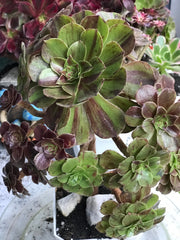 Aeonium Big Bang cluster tree. Photos taken 10-11-23. Rare Aeonium