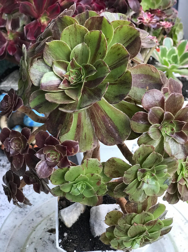 Aeonium Big Bang cluster tree. Photos taken 10-11-23. Rare Aeonium