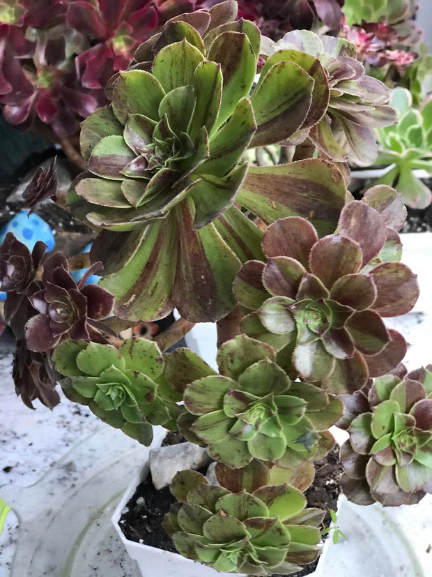 Aeonium Big Bang cluster tree. Photos taken 10-11-23. Rare Aeonium