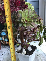 Aeonium Big Bang cluster tree. Photos taken 10-11-23. Rare Aeonium