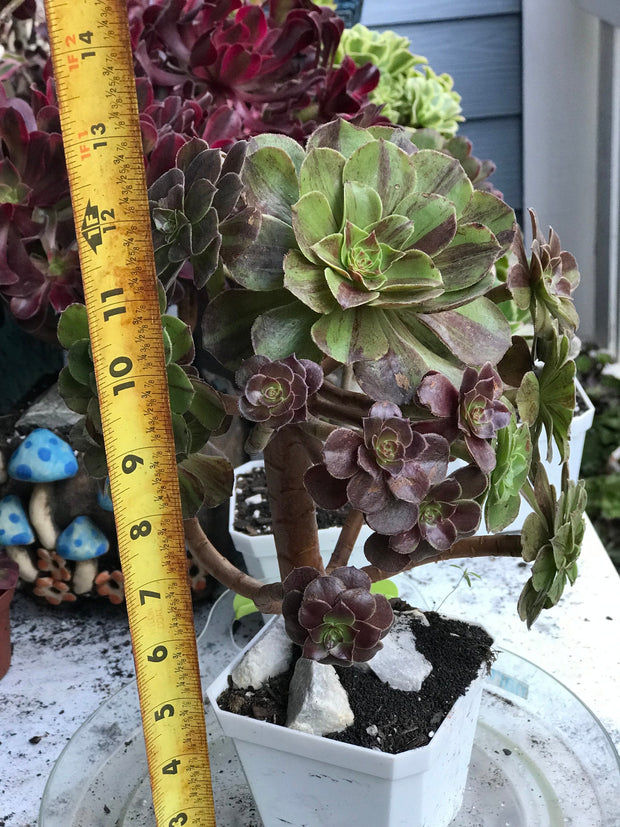 Aeonium Big Bang cluster tree. Photos taken 10-11-23. Rare Aeonium
