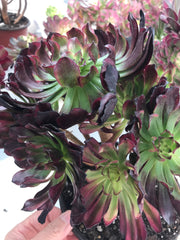Aeonium Dark Princess cluster tree. Very rare. Photos taken 9-28-23. Rare Aeonium