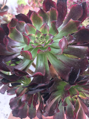 Aeonium Dark Princess cluster tree. Very rare. Photos taken 9-28-23. Rare Aeonium