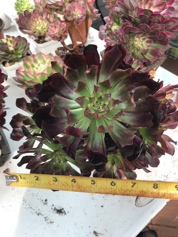 Aeonium Dark Princess cluster tree. Very rare. Photos taken 9-28-23. Rare Aeonium