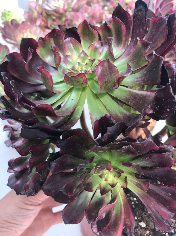 Aeonium Dark Princess cluster tree. Very rare. Photos taken 9-28-23. Rare Aeonium