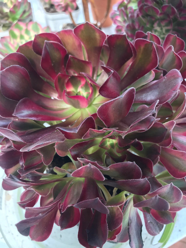 Aeonium Medusa huge cluster tree. Photos taken 9-28-23. Rare Aeonium