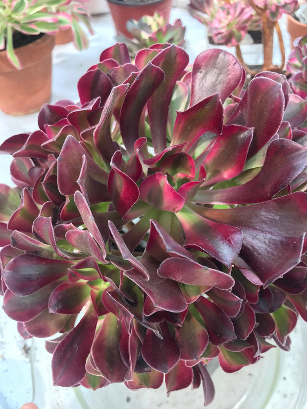 Aeonium Medusa huge cluster tree. Photos taken 9-28-23. Rare Aeonium