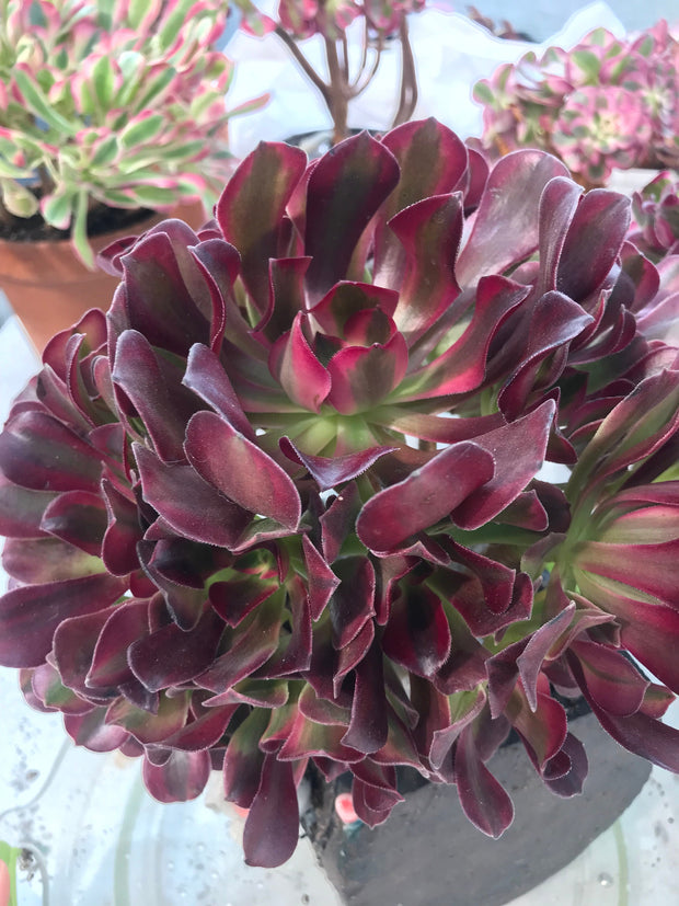 Aeonium Medusa huge cluster tree. Photos taken 9-28-23. Rare Aeonium