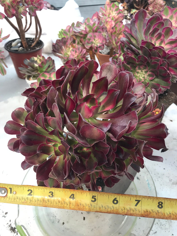 Aeonium Medusa huge cluster tree. Photos taken 9-28-23. Rare Aeonium