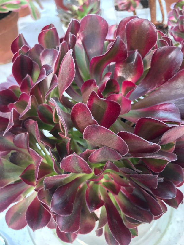 Aeonium Medusa huge cluster tree. Photos taken 9-28-23. Rare Aeonium