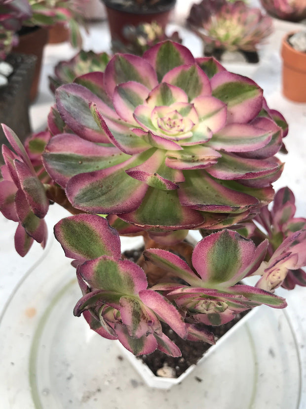 Aeonium Allure cluster. Photos taken 9-28-23. Rare Aeonium
