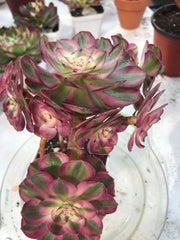 Aeonium Allure cluster. Photos taken 9-28-23. Rare Aeonium
