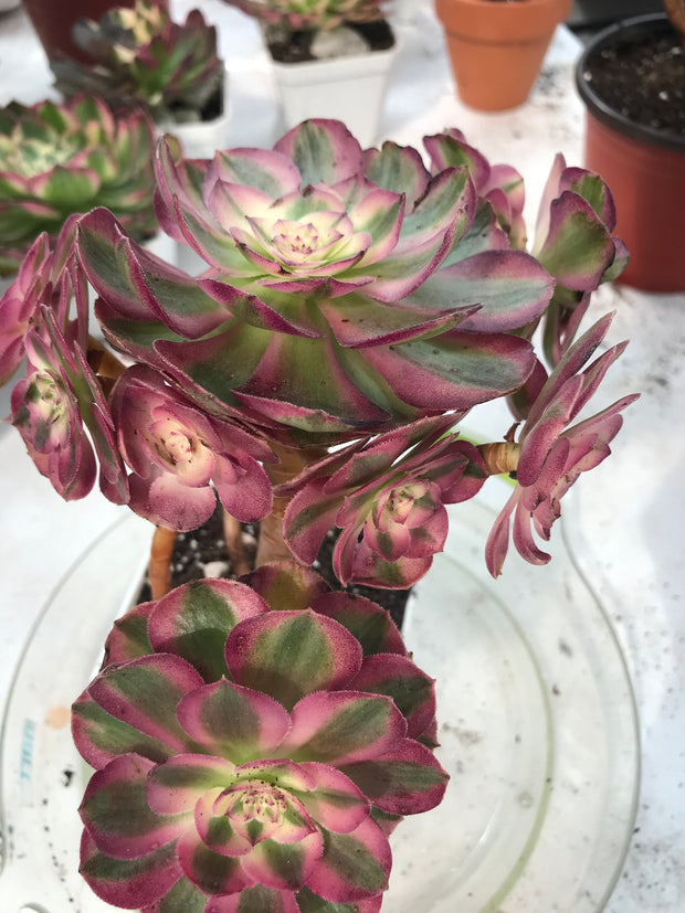 Aeonium Allure cluster. Photos taken 9-28-23. Rare Aeonium
