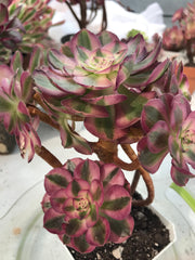 Aeonium Allure cluster. Photos taken 9-28-23. Rare Aeonium