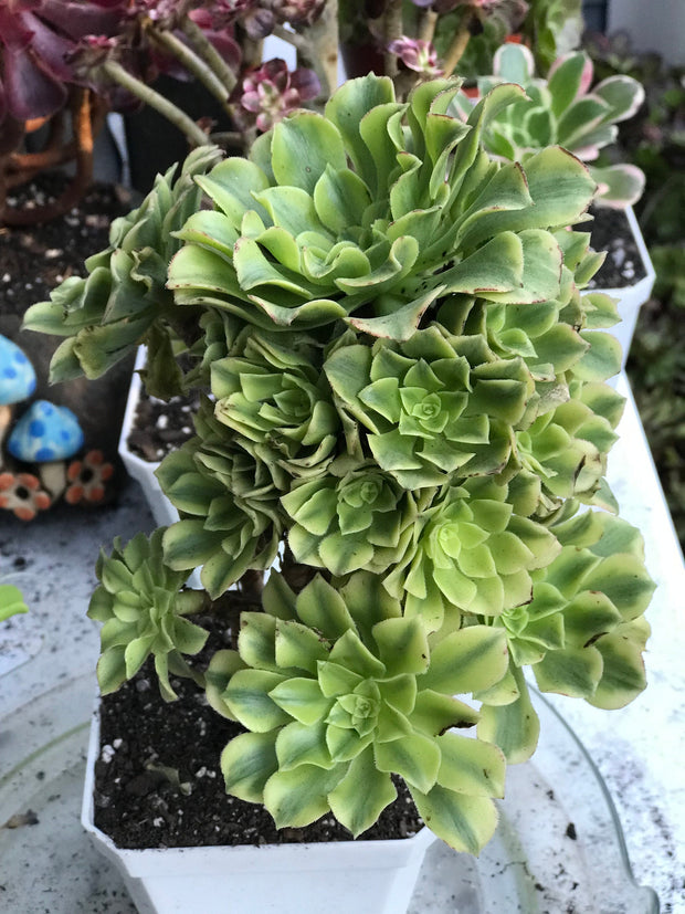 Aeonium Jasper cluster. Photos taken 10-12-23. Rare Aeonium