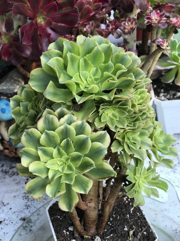 Aeonium Jasper cluster. Photos taken 10-12-23. Rare Aeonium