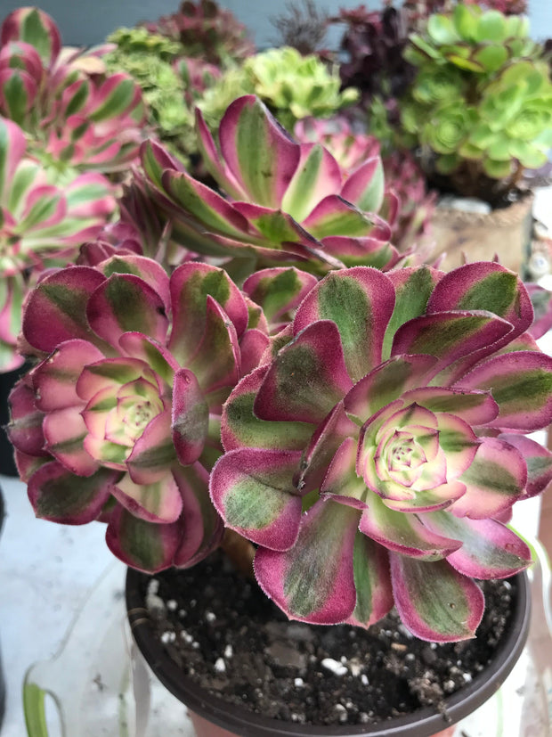 Aeonium Allure  cluster tree. Photos taken 9-29-23. Rare Aeonium