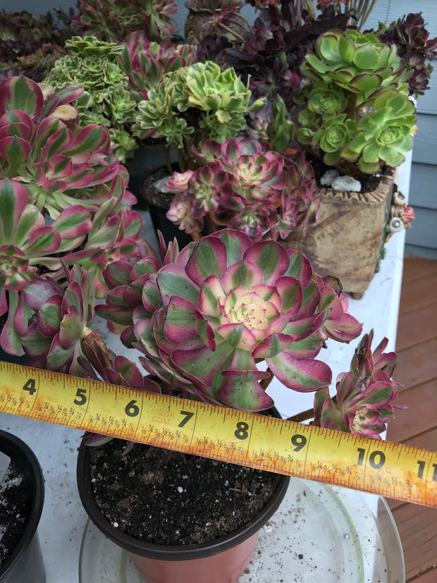 Aeonium Allure  cluster tree. Photos taken 9-29-23. Rare Aeonium