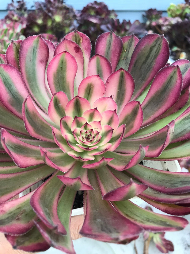 Aeonium Pure Moon Light. Photos taken 9-29-23. Rare Aeonium