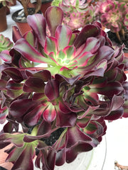 Aeonium Medusa huge cluster tree. Photos taken 9-29-23. Rare Aeonium