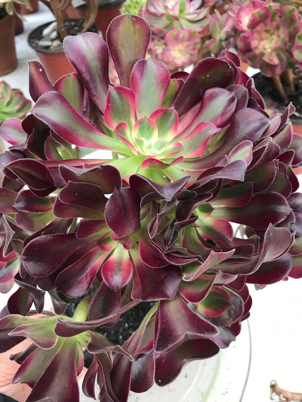 Aeonium Medusa huge cluster tree. Photos taken 9-29-23. Rare Aeonium