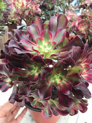 Aeonium Medusa huge cluster tree. Photos taken 9-29-23. Rare Aeonium