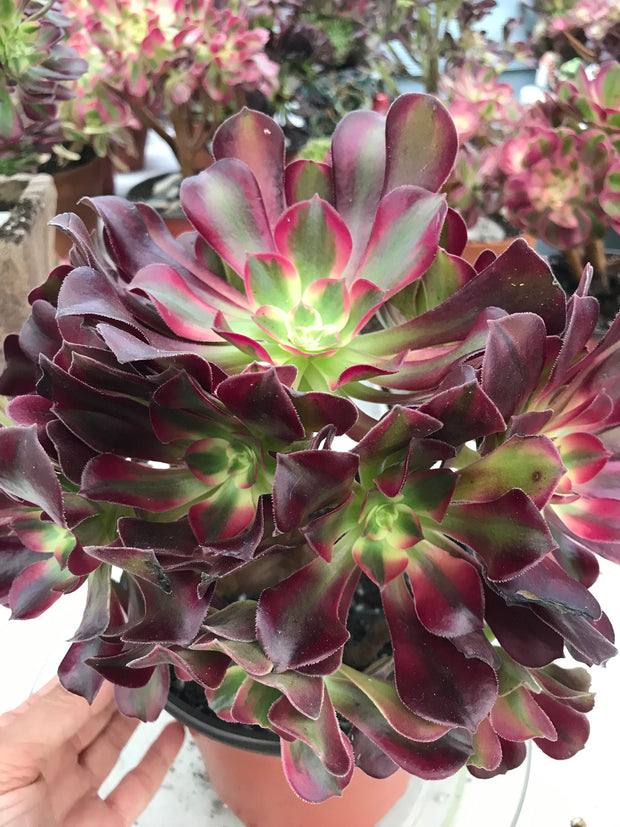 Aeonium Medusa huge cluster tree. Photos taken 9-29-23. Rare Aeonium