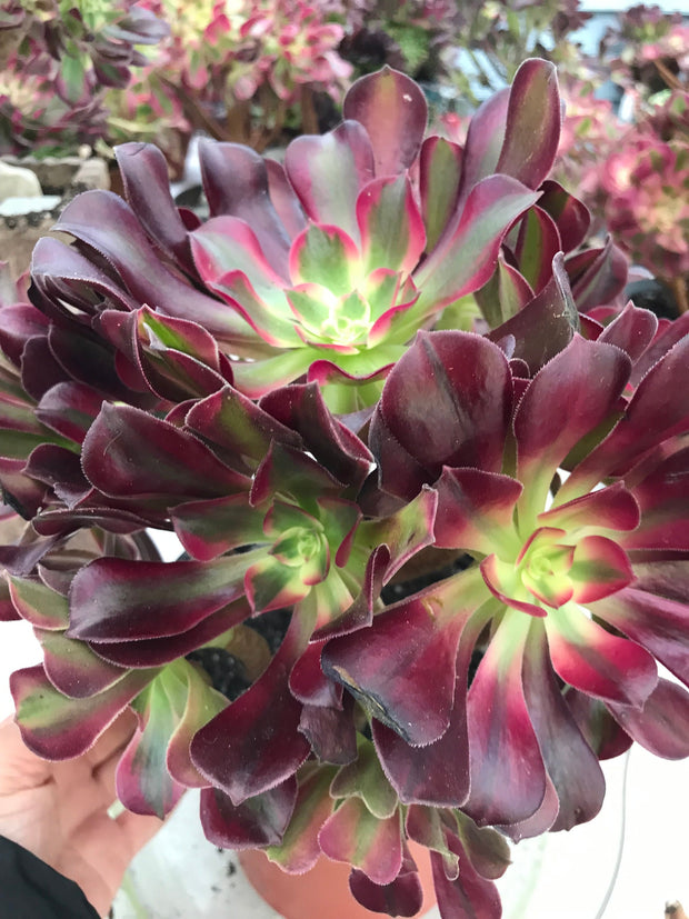 Aeonium Medusa huge cluster tree. Photos taken 9-29-23. Rare Aeonium