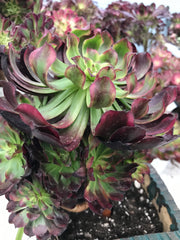 Aeonium Dark Princess cluster tree. Very rare. Photos taken 9-29-23. Rare Aeonium