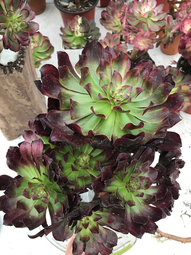 Aeonium Dark Princess cluster tree. Very rare. Photos taken 9-29-23. Rare Aeonium