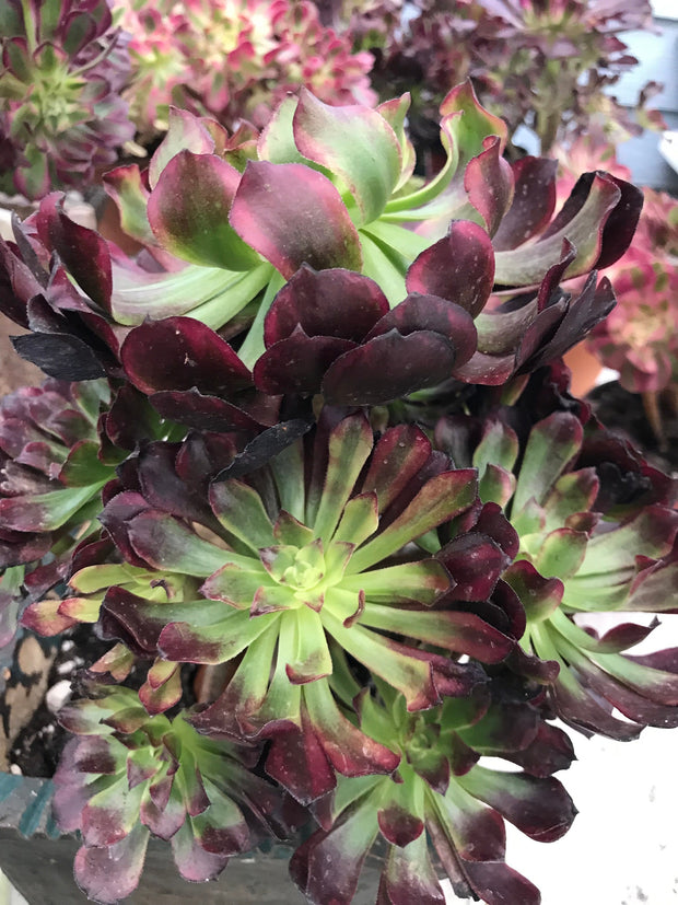 Aeonium Dark Princess cluster tree. Very rare. Photos taken 9-29-23. Rare Aeonium