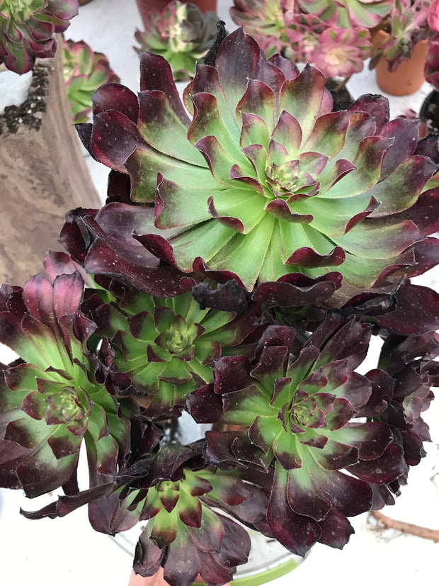 Aeonium Dark Princess cluster tree. Very rare. Photos taken 9-29-23. Rare Aeonium