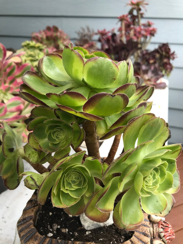 Aeonium Halloween Milky White cluster tree. Photos taken 9-29-23. Rare Aeonium