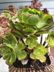 Aeonium Halloween Milky White cluster tree. Photos taken 9-29-23. Rare Aeonium
