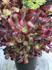 Aeonium Medusa huge cluster tree. Photos taken 10-13-23. Rare Aeonium