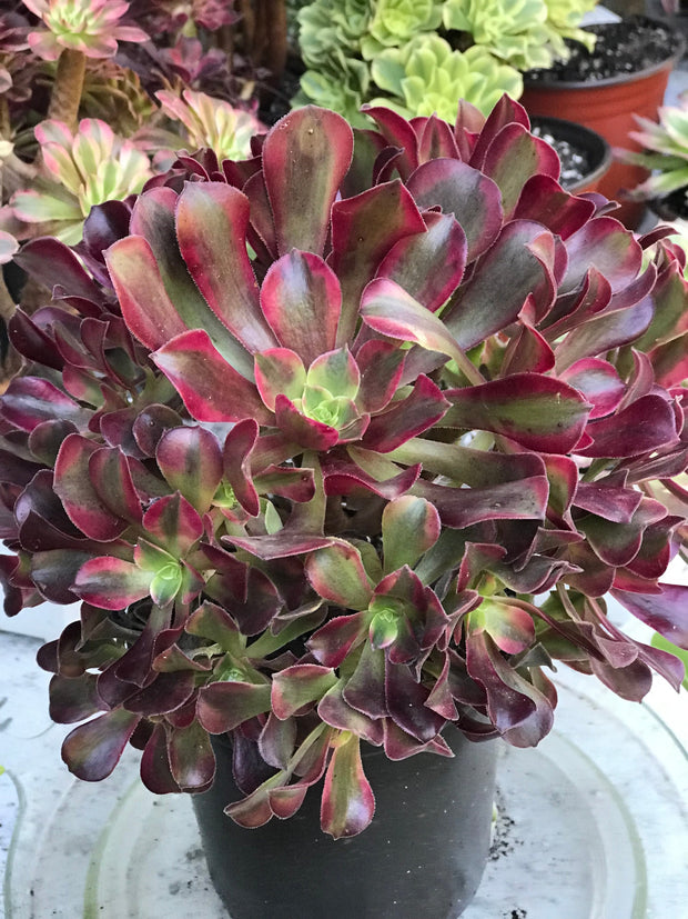 Aeonium Medusa huge cluster tree. Photos taken 10-13-23. Rare Aeonium
