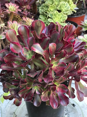 Aeonium Medusa huge cluster tree. Photos taken 10-13-23. Rare Aeonium
