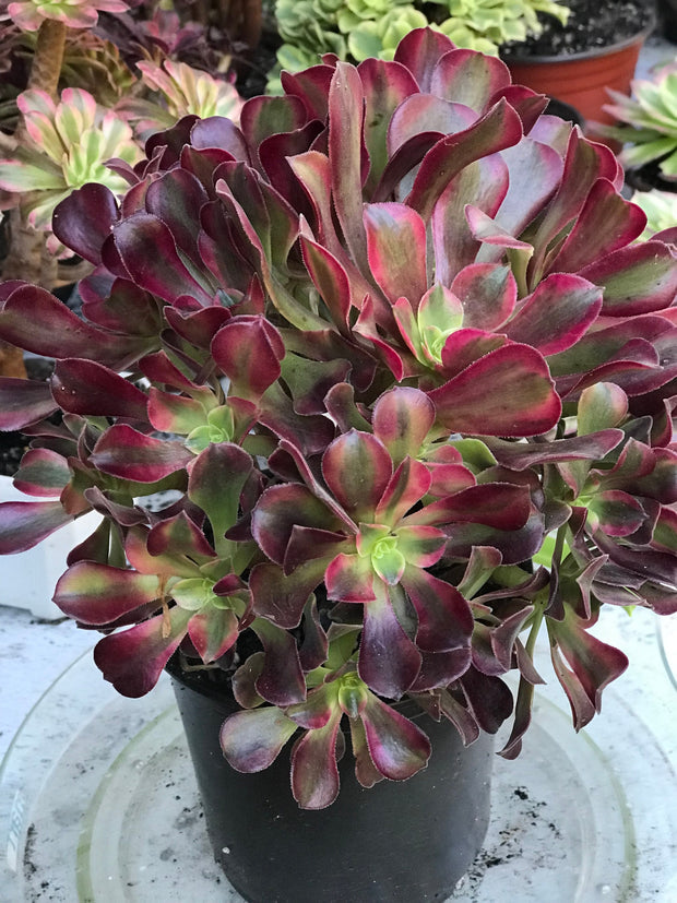 Aeonium Medusa huge cluster tree. Photos taken 10-13-23. Rare Aeonium