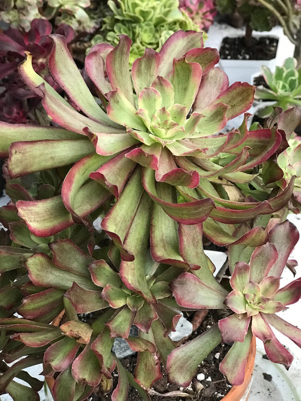 Aeonium Pink Daisy 4 year old huge cluster tree. Photos taken 10-13-23. Rare Aeonium