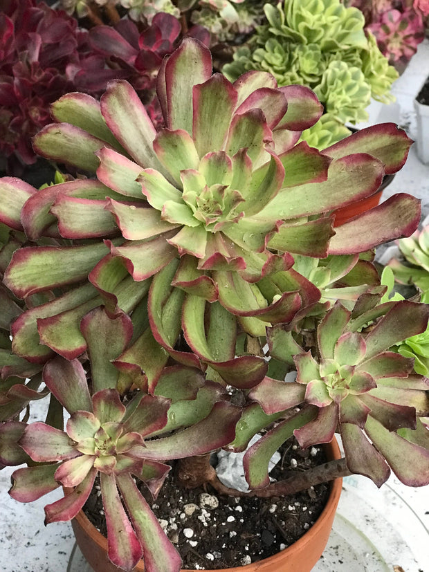Aeonium Pink Daisy 4 year old huge cluster tree. Photos taken 10-13-23. Rare Aeonium