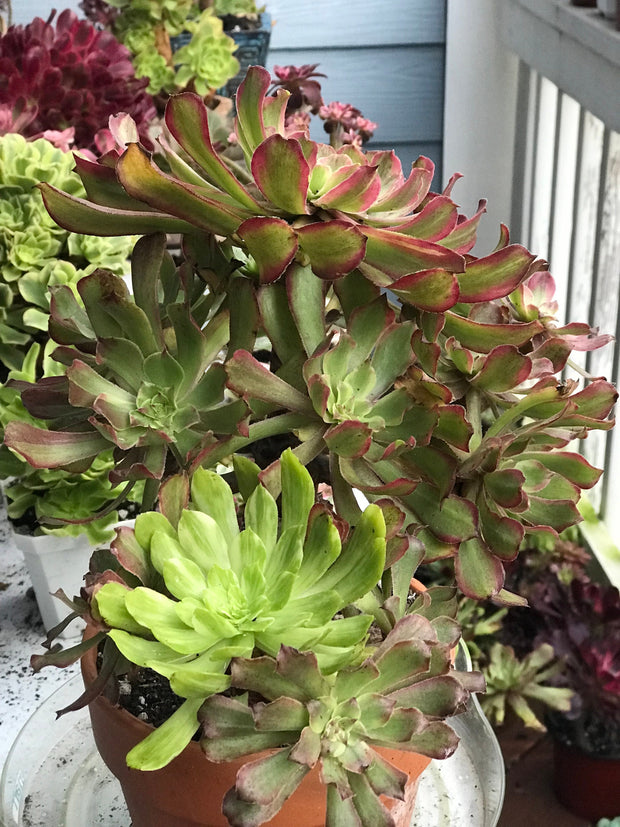 Aeonium Pink Daisy 4 year old huge cluster tree. Photos taken 10-13-23. Rare Aeonium