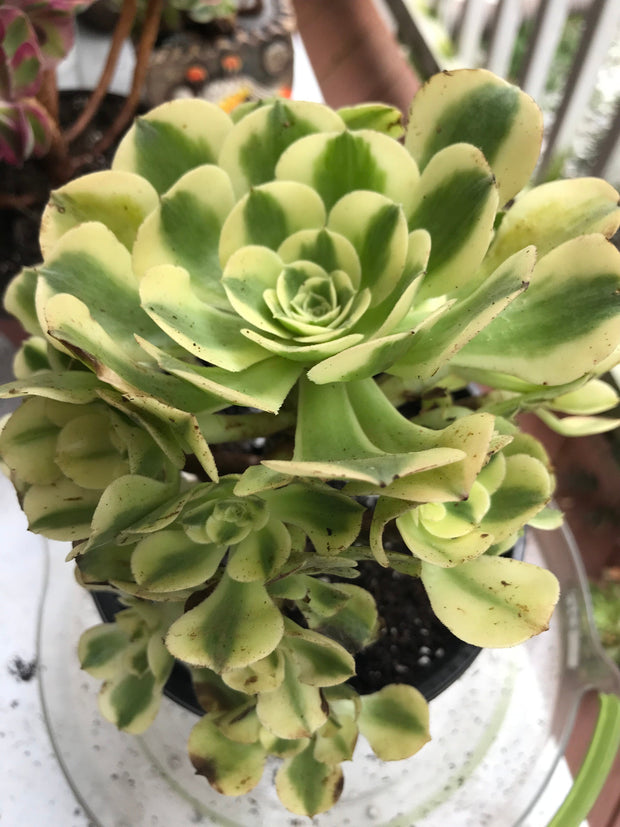 Aeonium Medusa Green cluster tree. Photos taken 9-30-23. Rare Aeonium